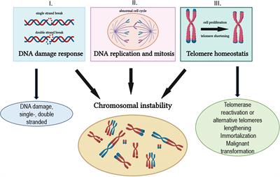 Editorial: Current understanding of genomic and chromosomal instabilities in solid malignancies